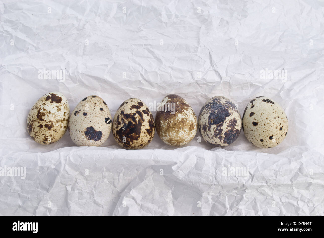 Quail eggs are small and colourful. They can be eaten raw or  cooked. The Quail eggs are arranged/embedded in a row. Stock Photo