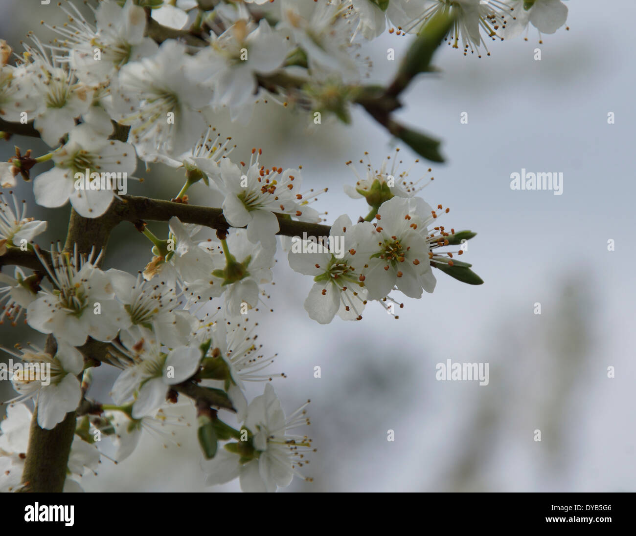 Springtime blossom on a Blackthorn bush Stock Photo