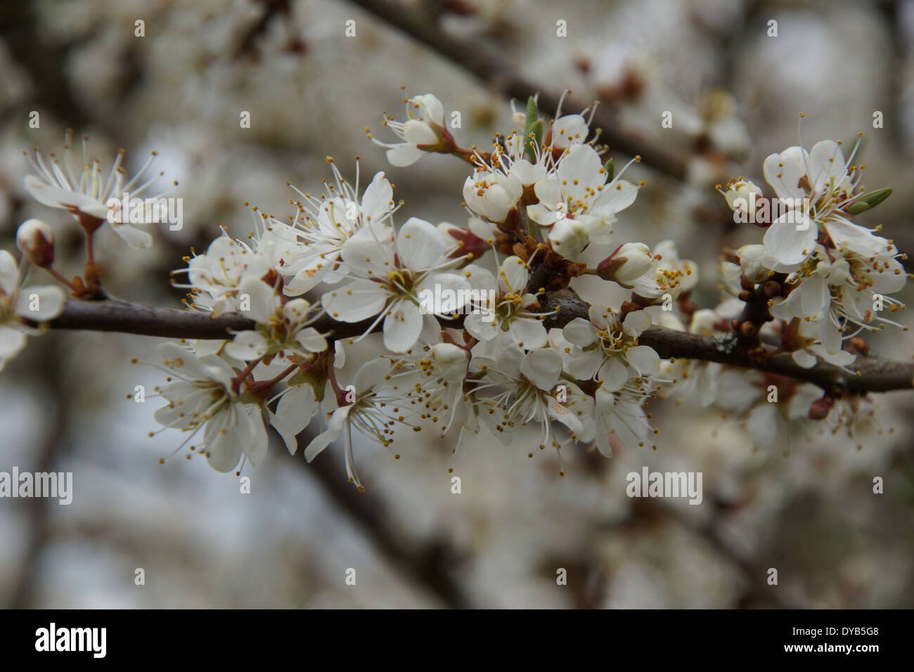 Springtime blossom on a Blackthorn bush Stock Photo