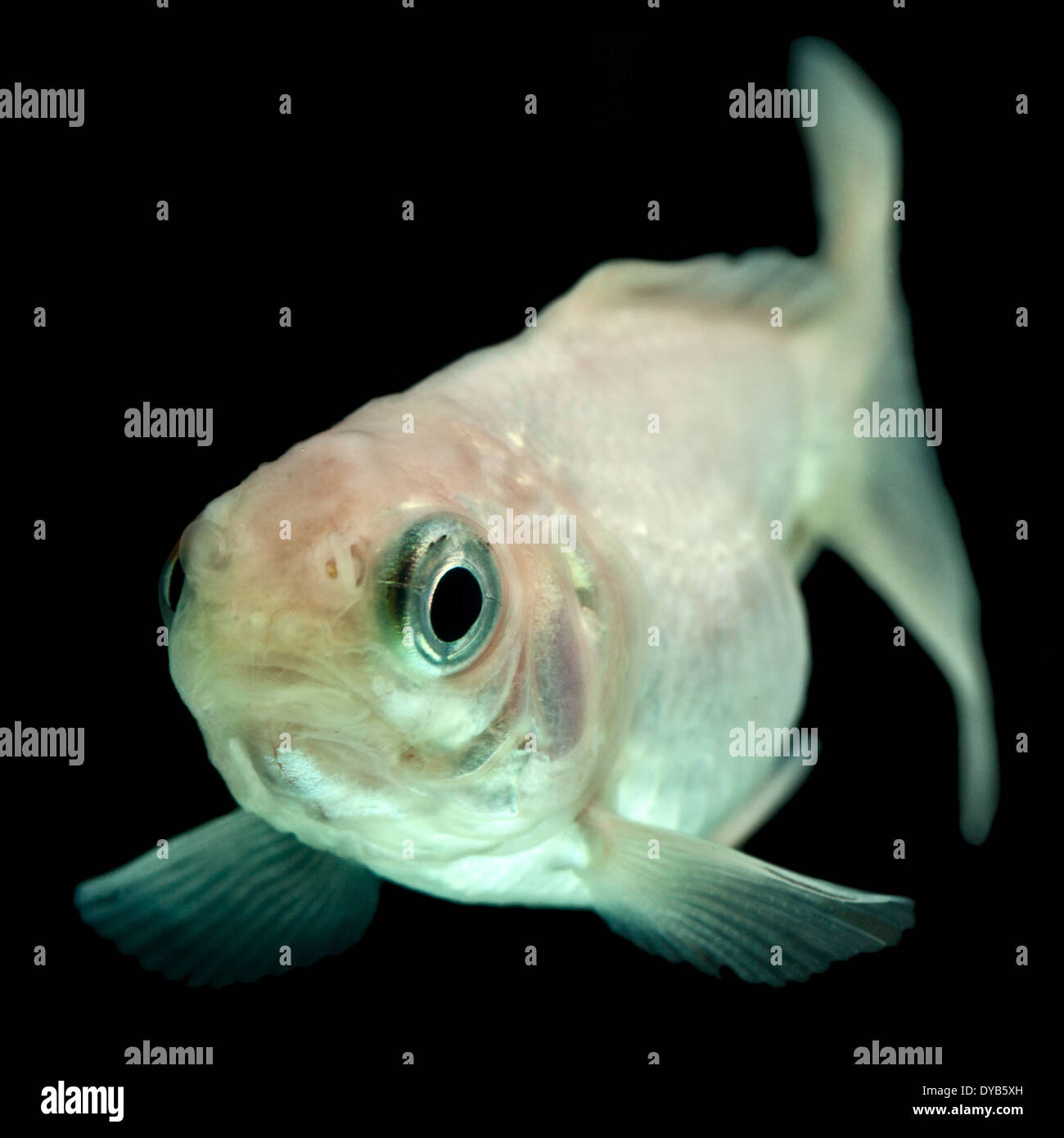 White Comet Goldfish Fry Isolated On Black Stock Photo - Alamy