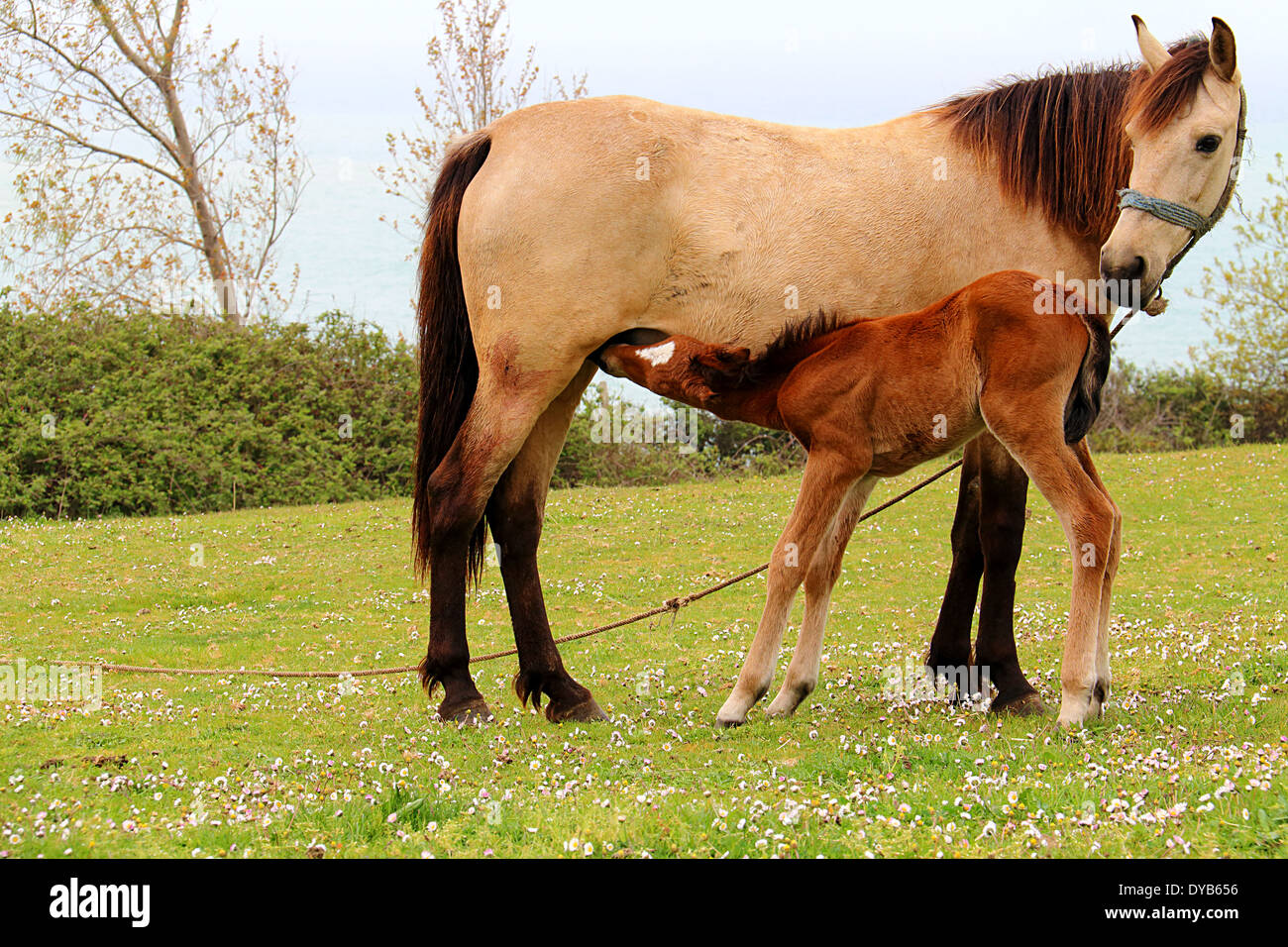 Foal is Suckling the Milk From It's Mother on the Grass Stock Photo