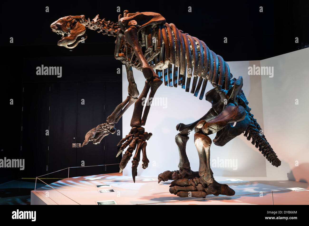 Fossil skeleton of an extinct Ground Sloth (Eremotherium Stock Photo ...