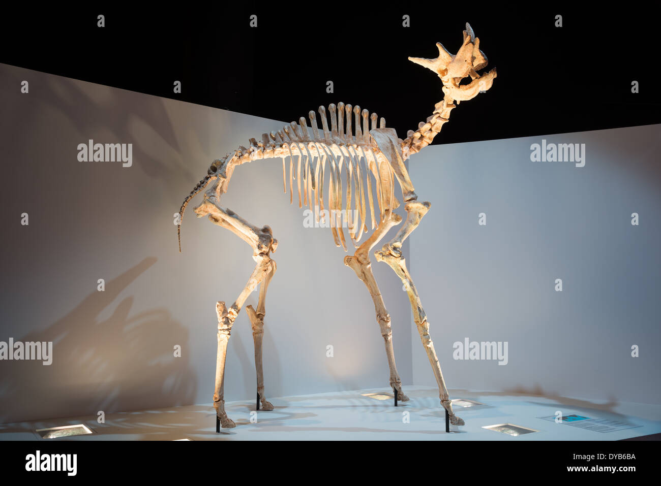 Shansitherium hires stock photography and images Alamy