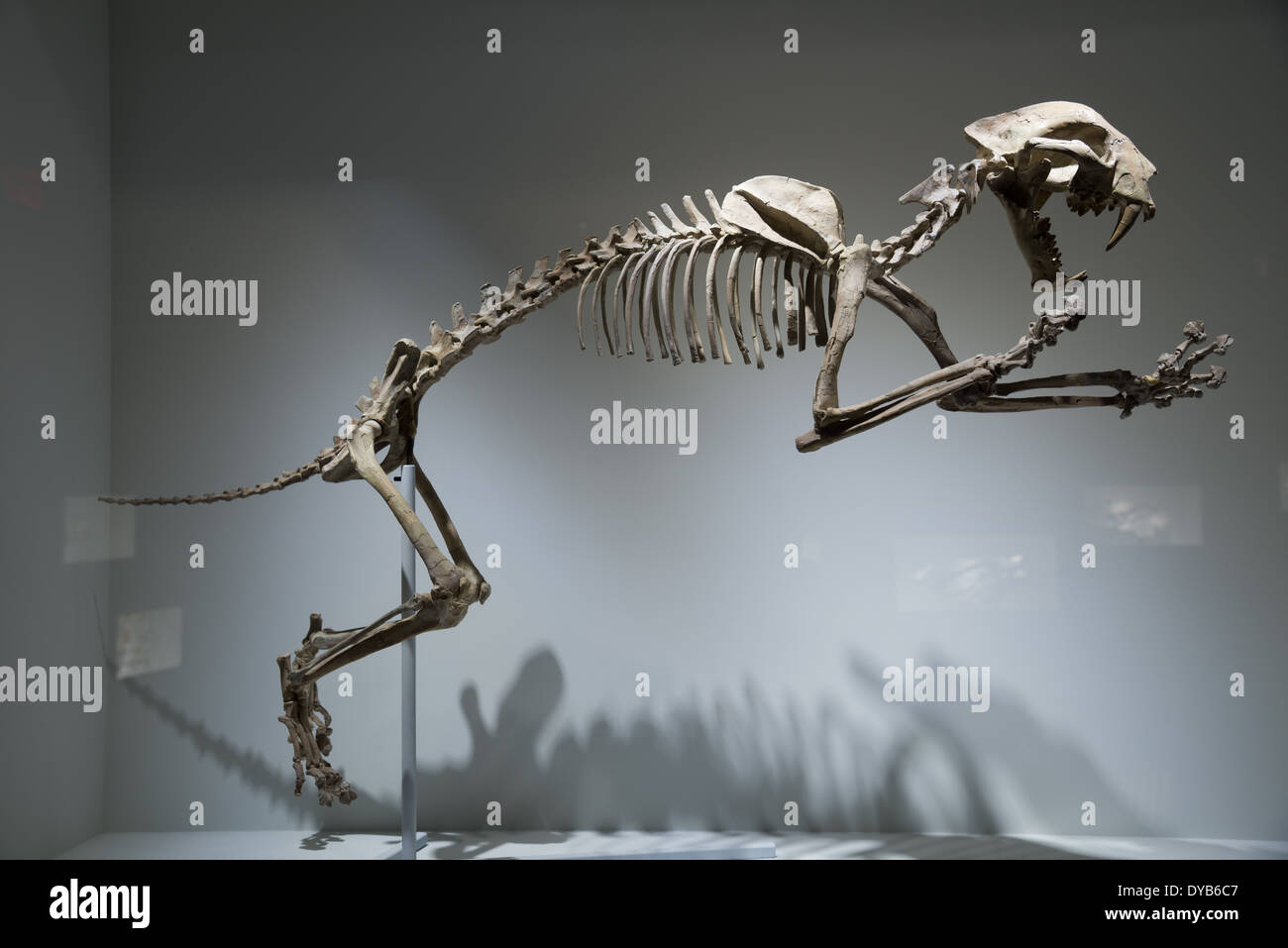 Fossil skeleton of a sabertoothed cat (Dinictis felina). Oligocene age