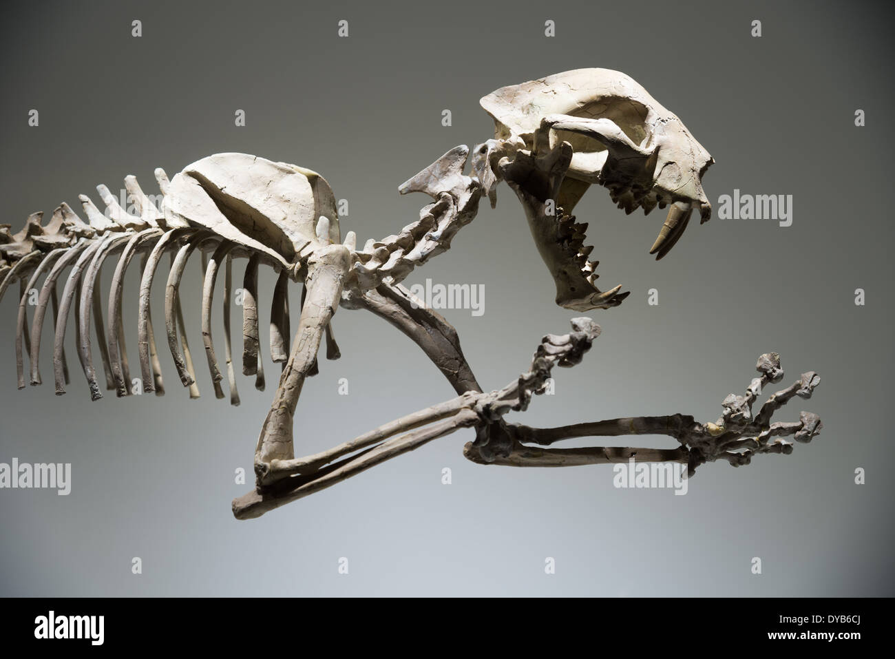 Fossil skeleton of a sabertoothed cat (Dinictis felina). Oligocene