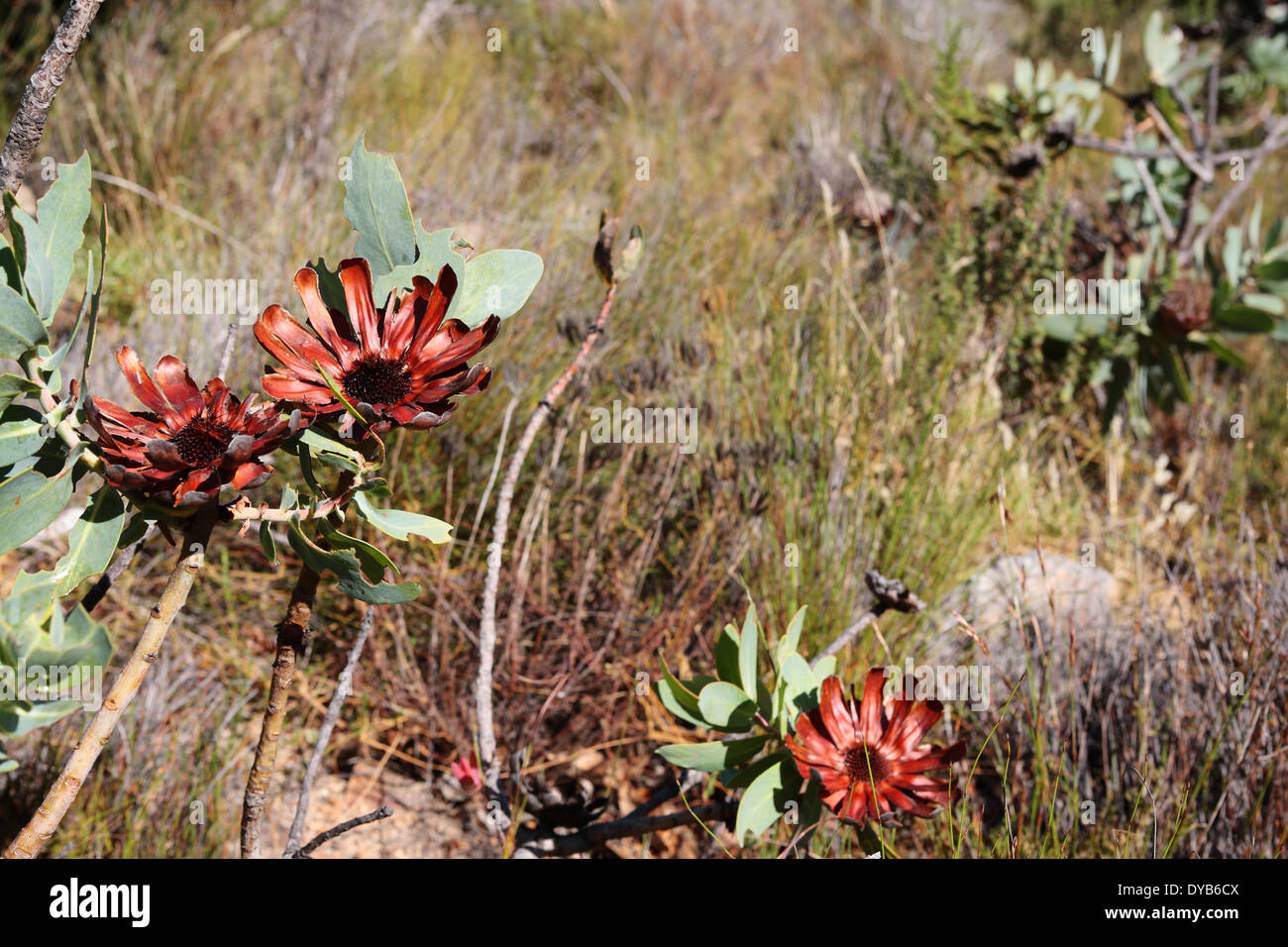 Dead protea flowers on Table Mountain Stock Photo Alamy
