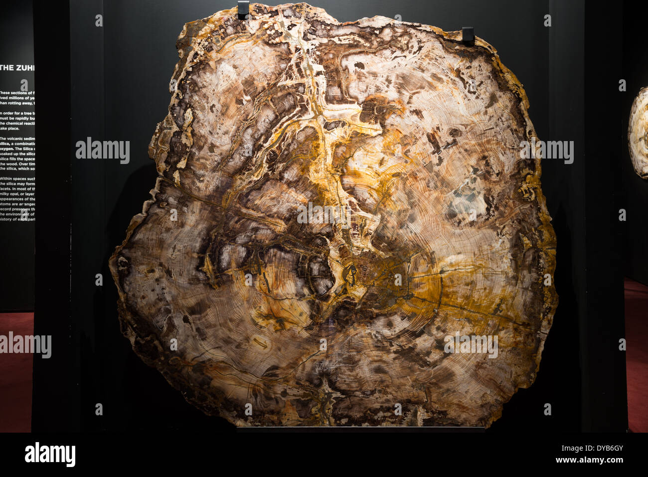 Cross section of petrified wood. Stock Photo