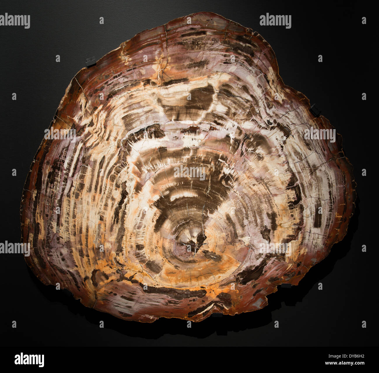 Cross section of petrified wood Stock Photo - Alamy