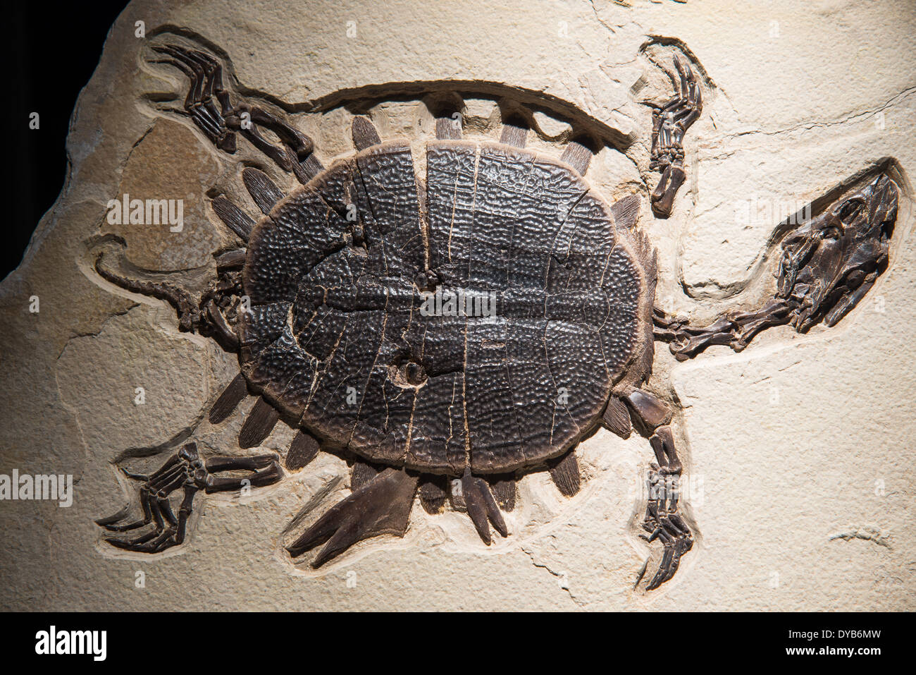 A fossilized sea-turtle with bite marks on its shell. Eocene age. Stock Photo