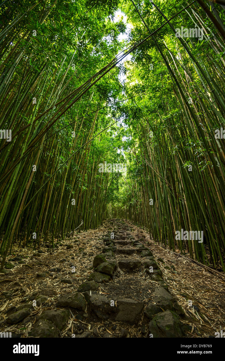 The magical and mysterious bamboo forest of Maui Stock Photo Alamy
