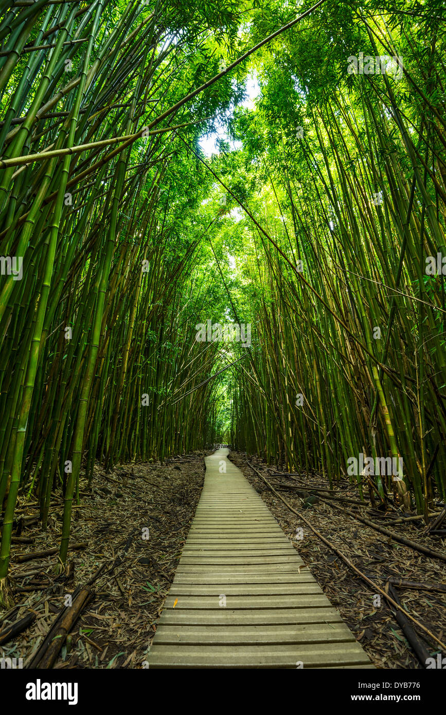 The magical and mysterious bamboo forest of Maui Stock Photo Alamy