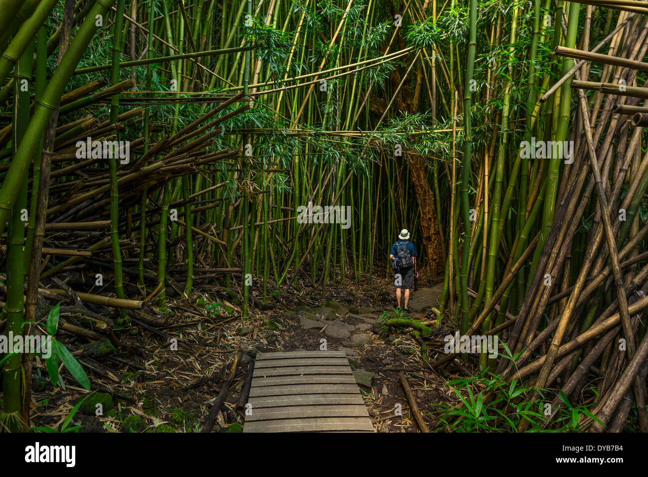 The magical and mysterious bamboo forest of Maui Stock Photo Alamy