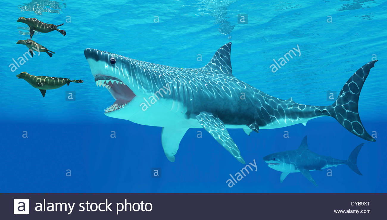 Megalodon Stock Photos & Megalodon Stock Images - Alamy