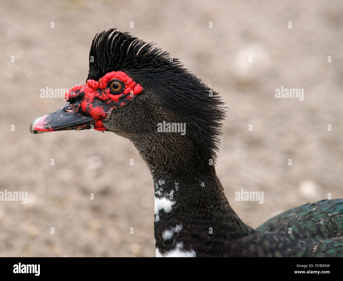 Muscovy Duck with ruffled crest feathers, like a mohawk. Stock Photo