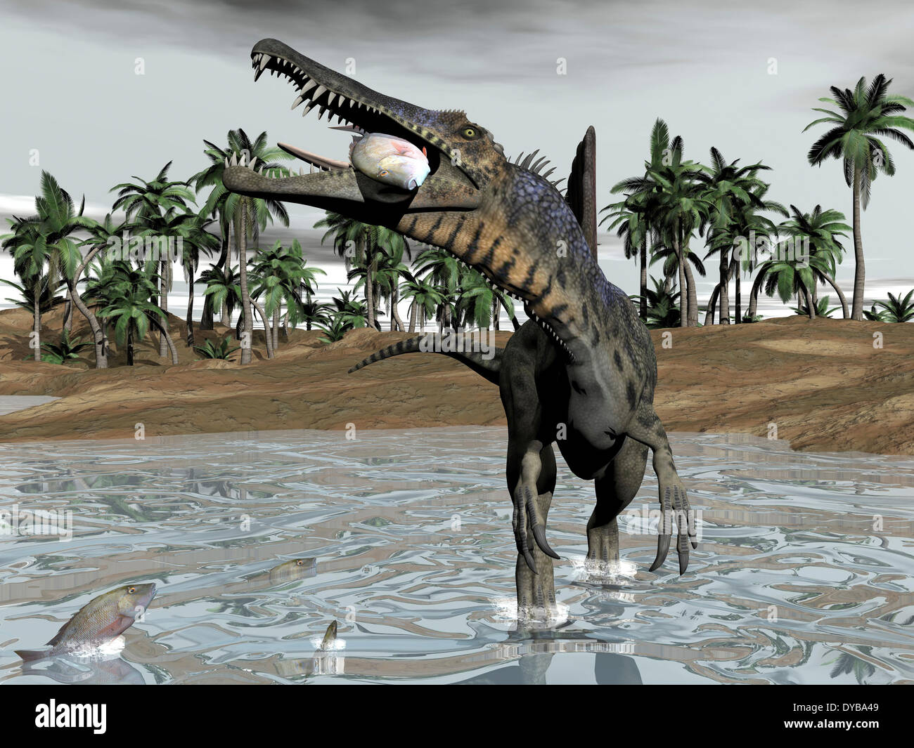 Spinosaurus dinosaur walking in water and feeding on fish. Stock Photo