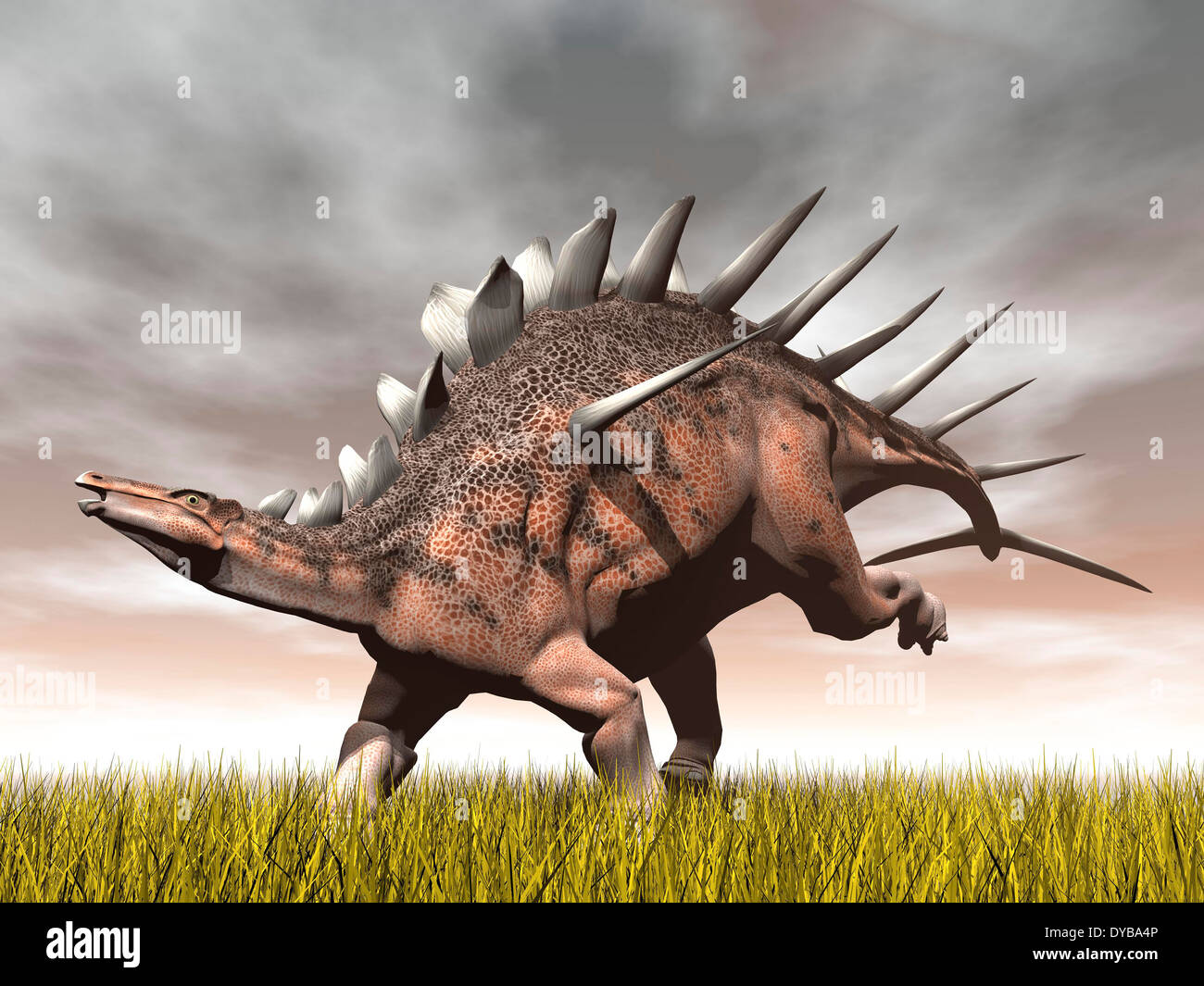 Kentrosaurus dinosaur running on the yellow grass. Stock Photo
