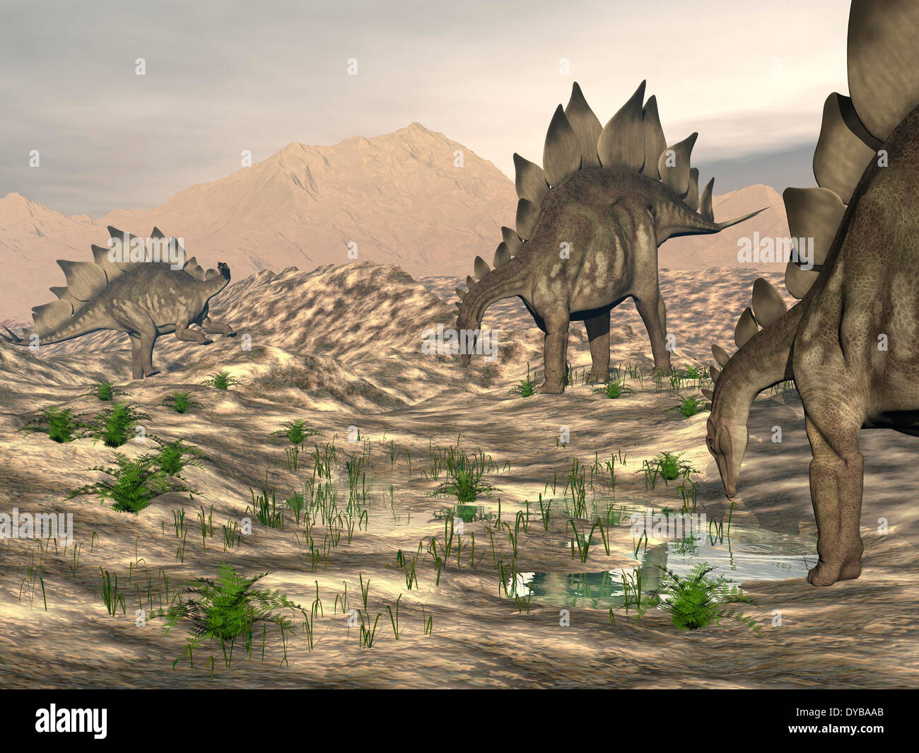 Stegosaurus dinosaurs searching for water in a desert landscape. Stock Photo