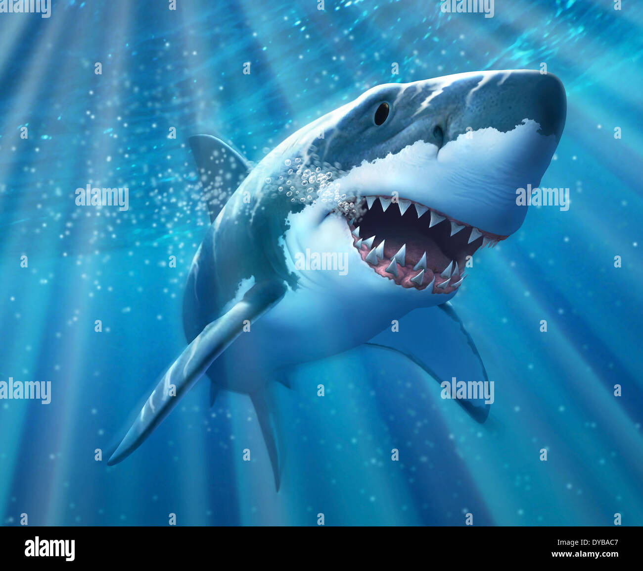 A Great White Shark with sunrays just below the surface. Stock Photo
