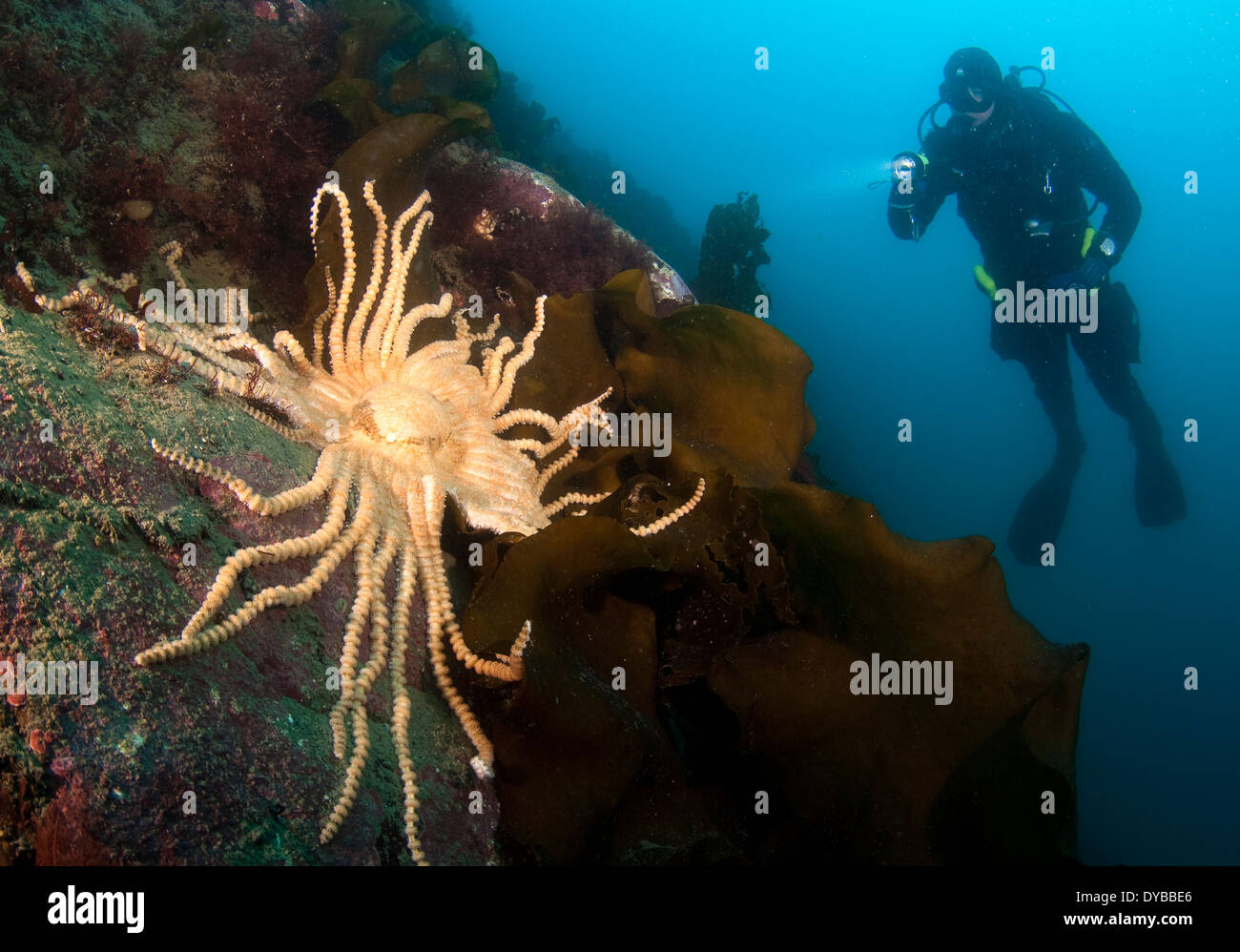 Scientific diver looks on at a giant starfish (Labidiaster annulatus), Paradise Harbour, Antarctic Peninsula, Antarctica. Stock Photo