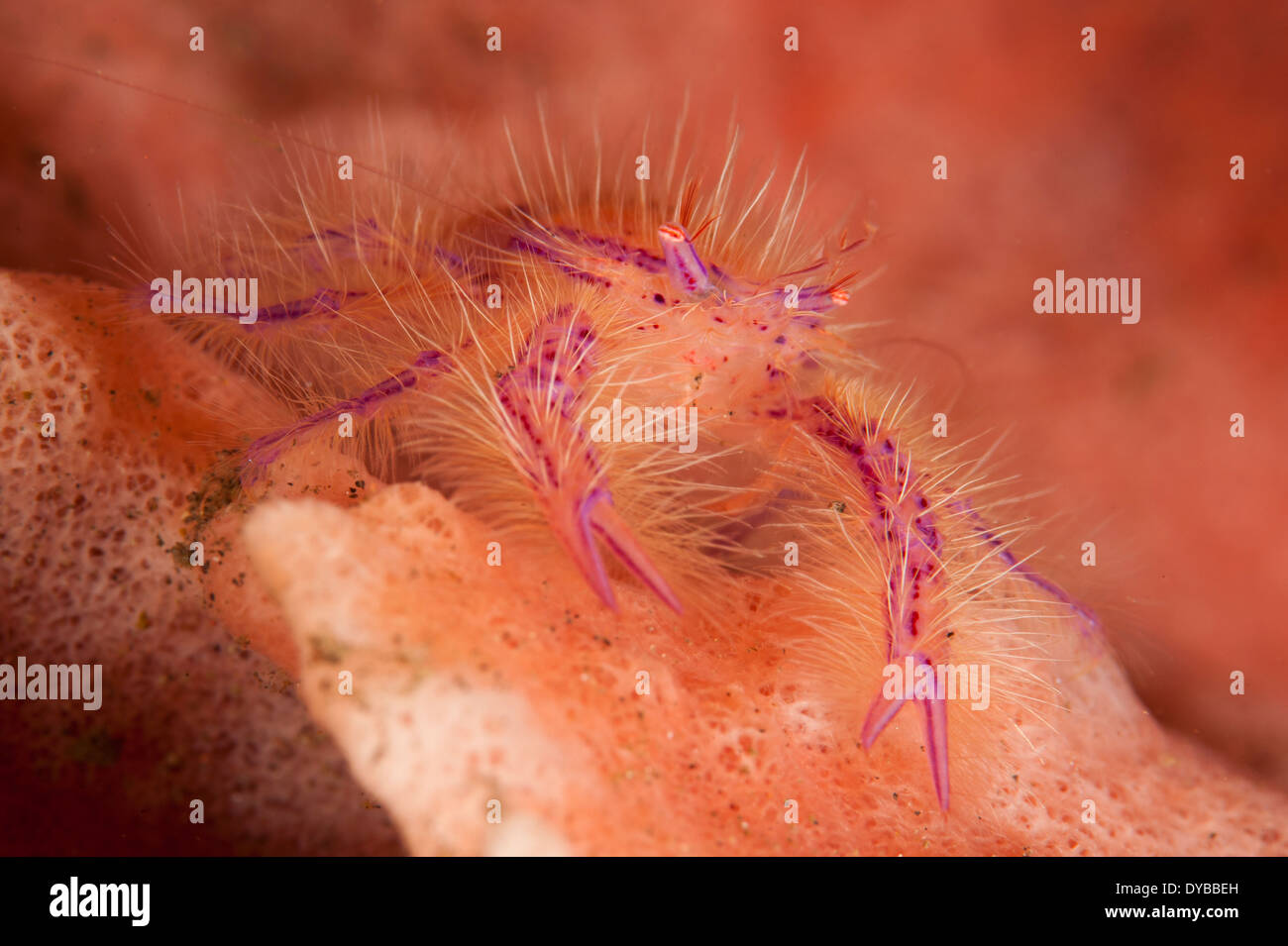 Hairy squat lobster (Lauriea siagiani) amongst a pink and orange colored sponge, Tulamben, Bali, Indonesia. Stock Photo