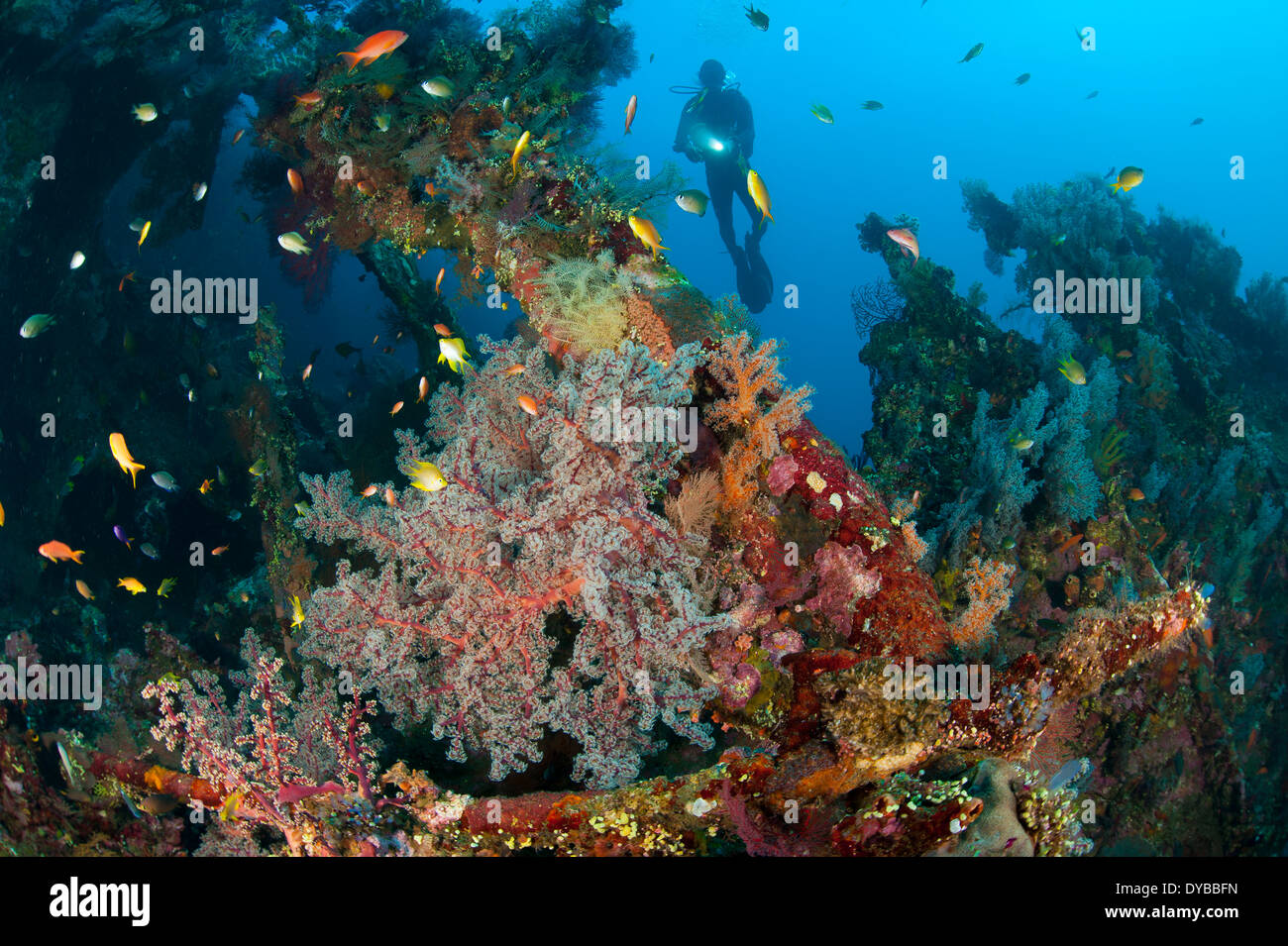 Coral encrusted wreckage on the Liberty Wreck, Tulamben, Bali, Indonesia. Stock Photo
