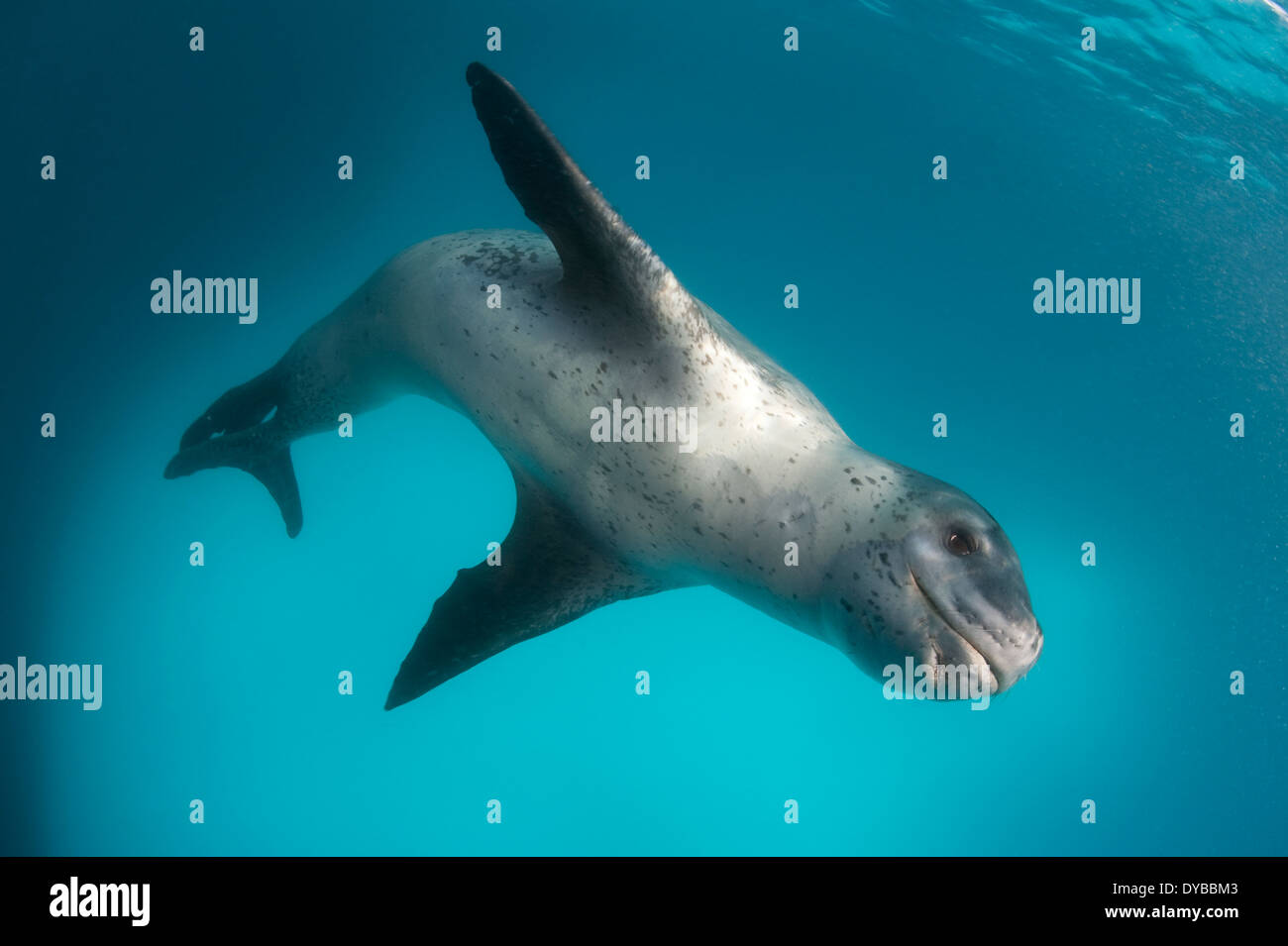 Full body view of a leopard seal (Hydrurga leptonyx) during a close encounter at Astrolabe Island, Antarctica. Stock Photo