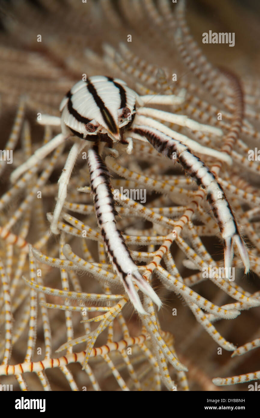 Crinoid squat lobster (Allogalathea elegans), frontal view on crinoid feather star, Tulamben, Bali, Indonesia. Stock Photo