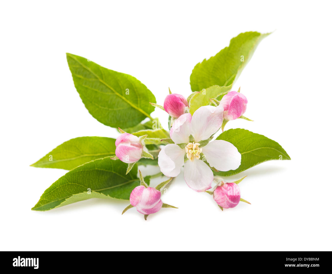 Apple Flowers with buds isolated on white Stock Photo