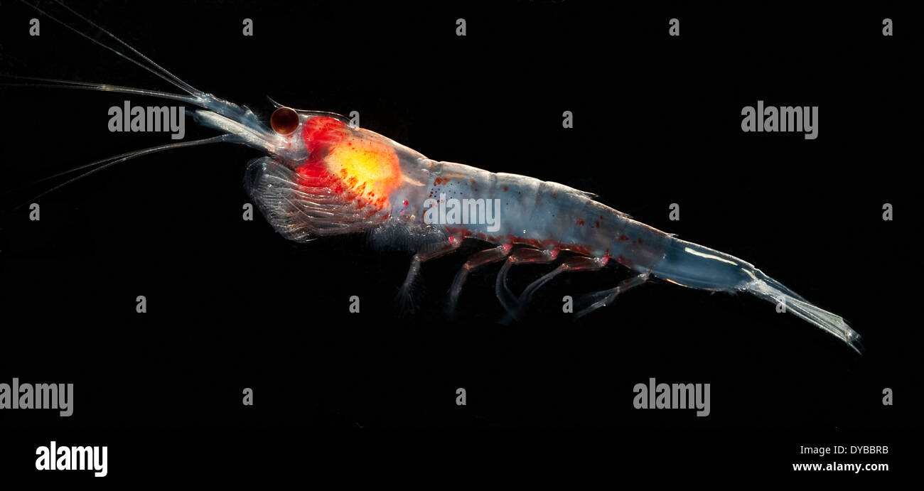 Antarctic krill (Euphausia superba), Southern Ocean, Antarctica. Stock Photo