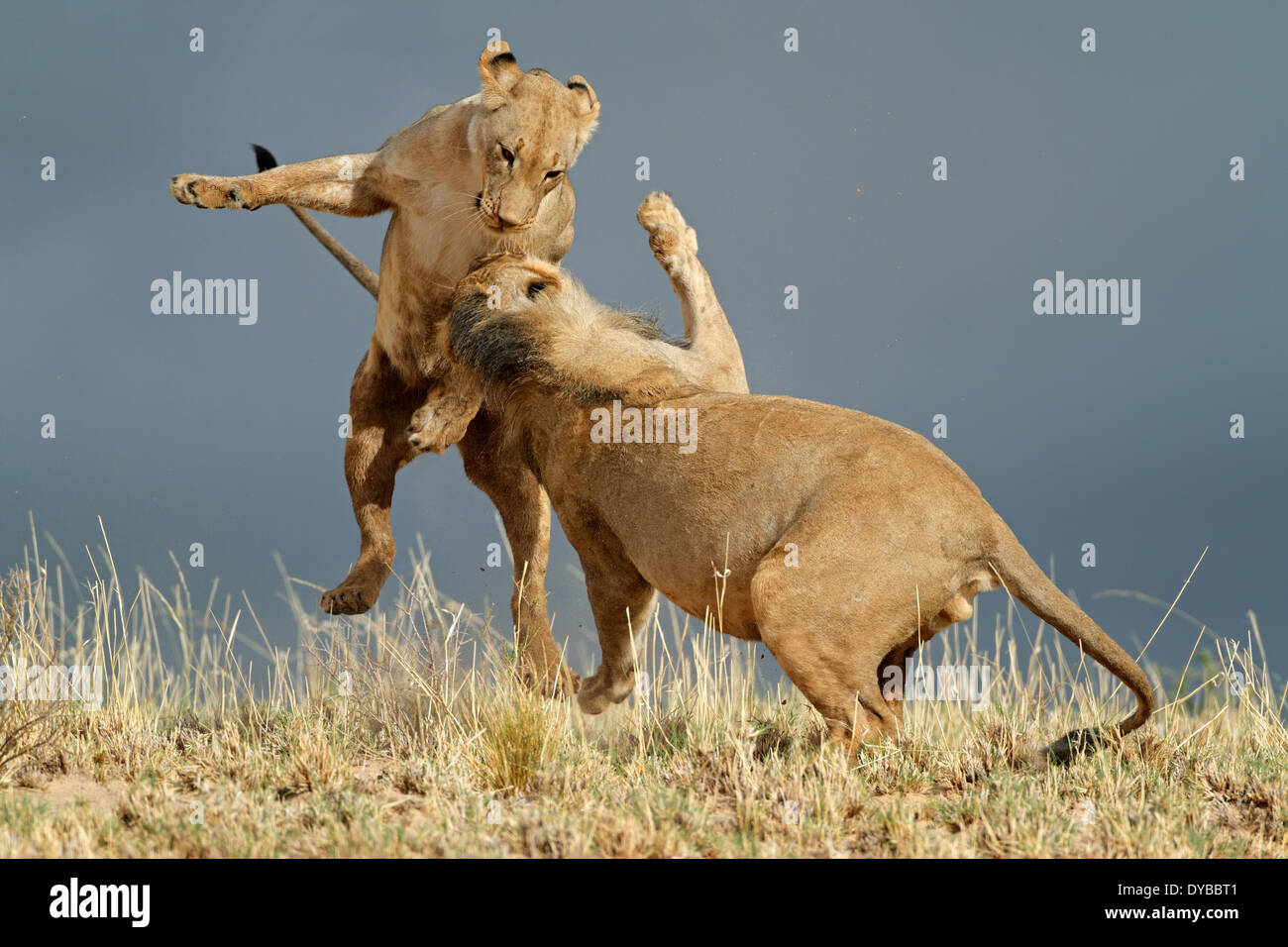 Playful young African lions (Panthera leo), Kalahari desert, South Africa Stock Photo