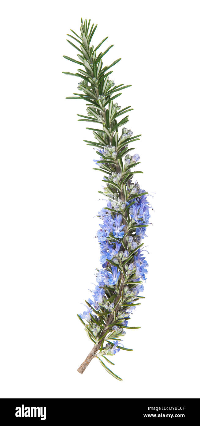 rosemary in flowers isolated on white background Stock Photo Alamy