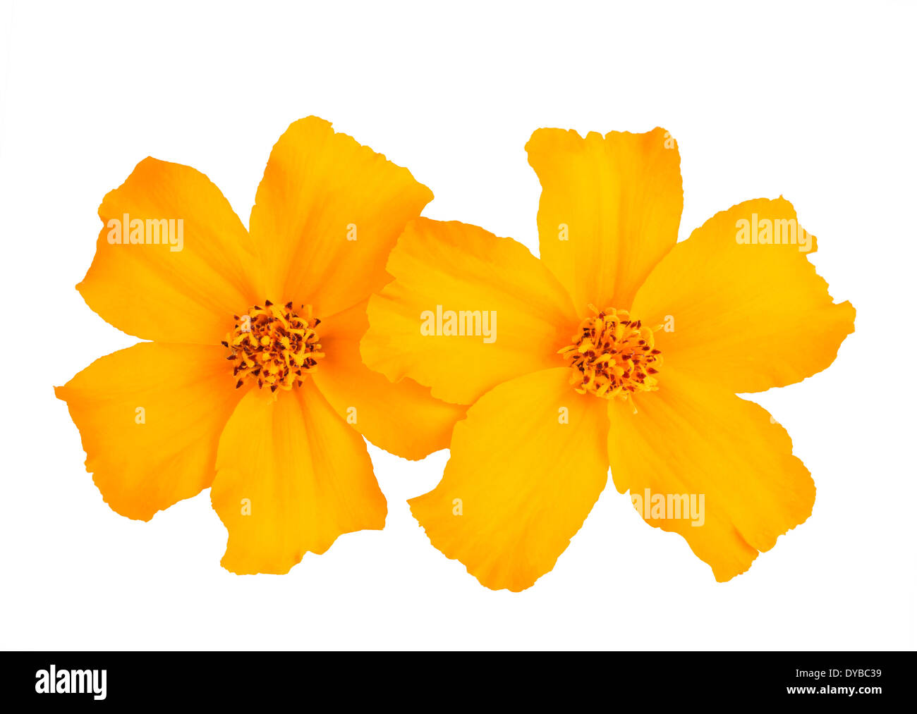 Yellow tagetes flowers isolated on white background Stock Photo