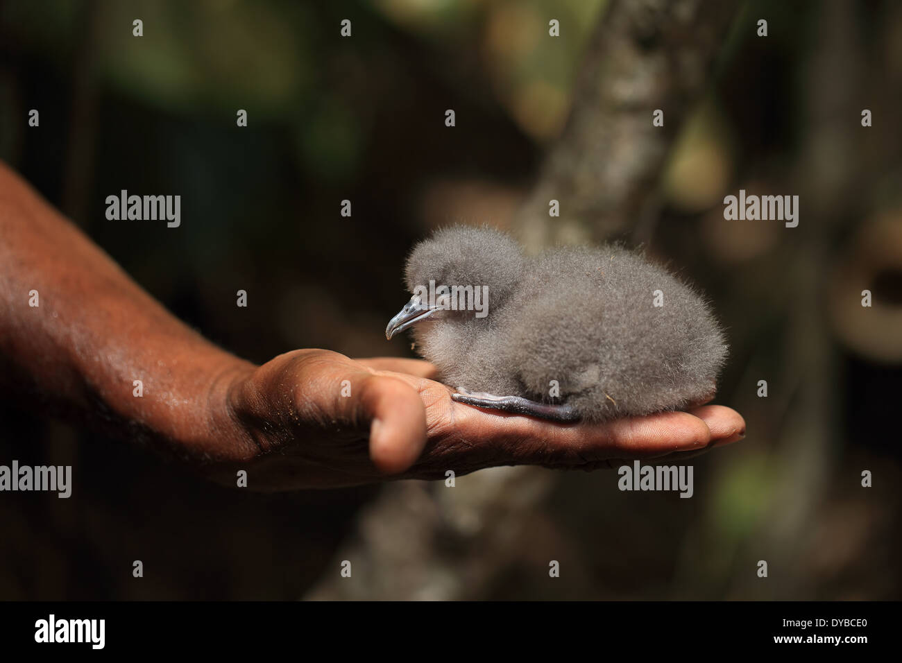 Audubon’s Shearwater (Puffinus lherminieri) Stock Photo