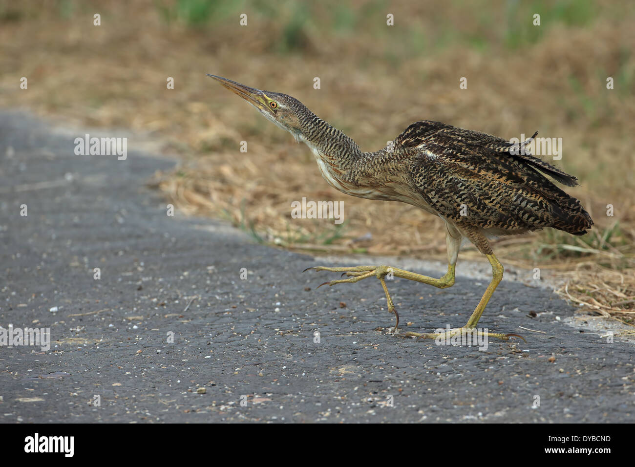 Pinnated Bittern (Botaurus pinnatus Stock Photo Alamy