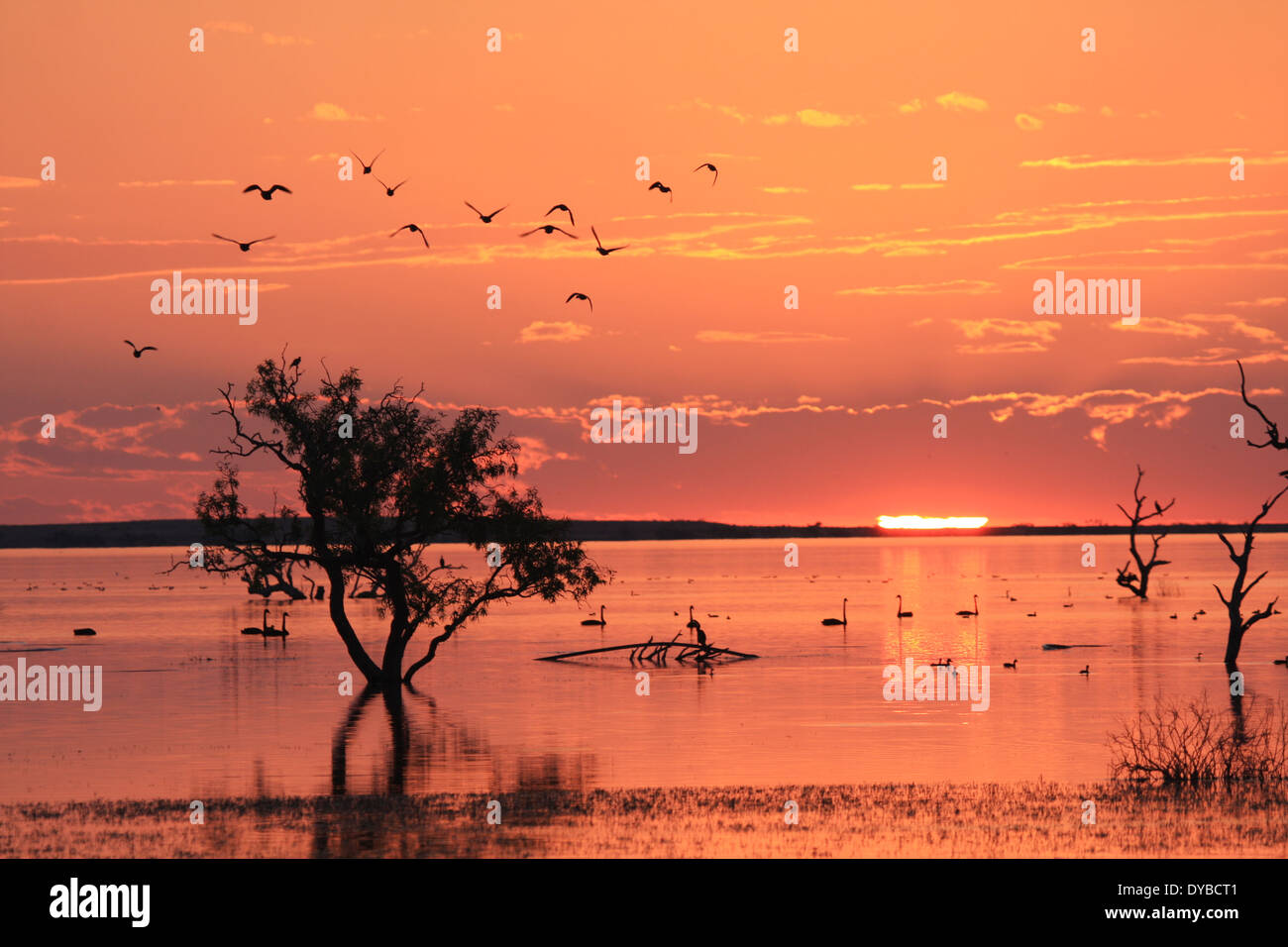 Sunset, Cooper River in flood, bird silhouettes, outback Australia Stock Photo