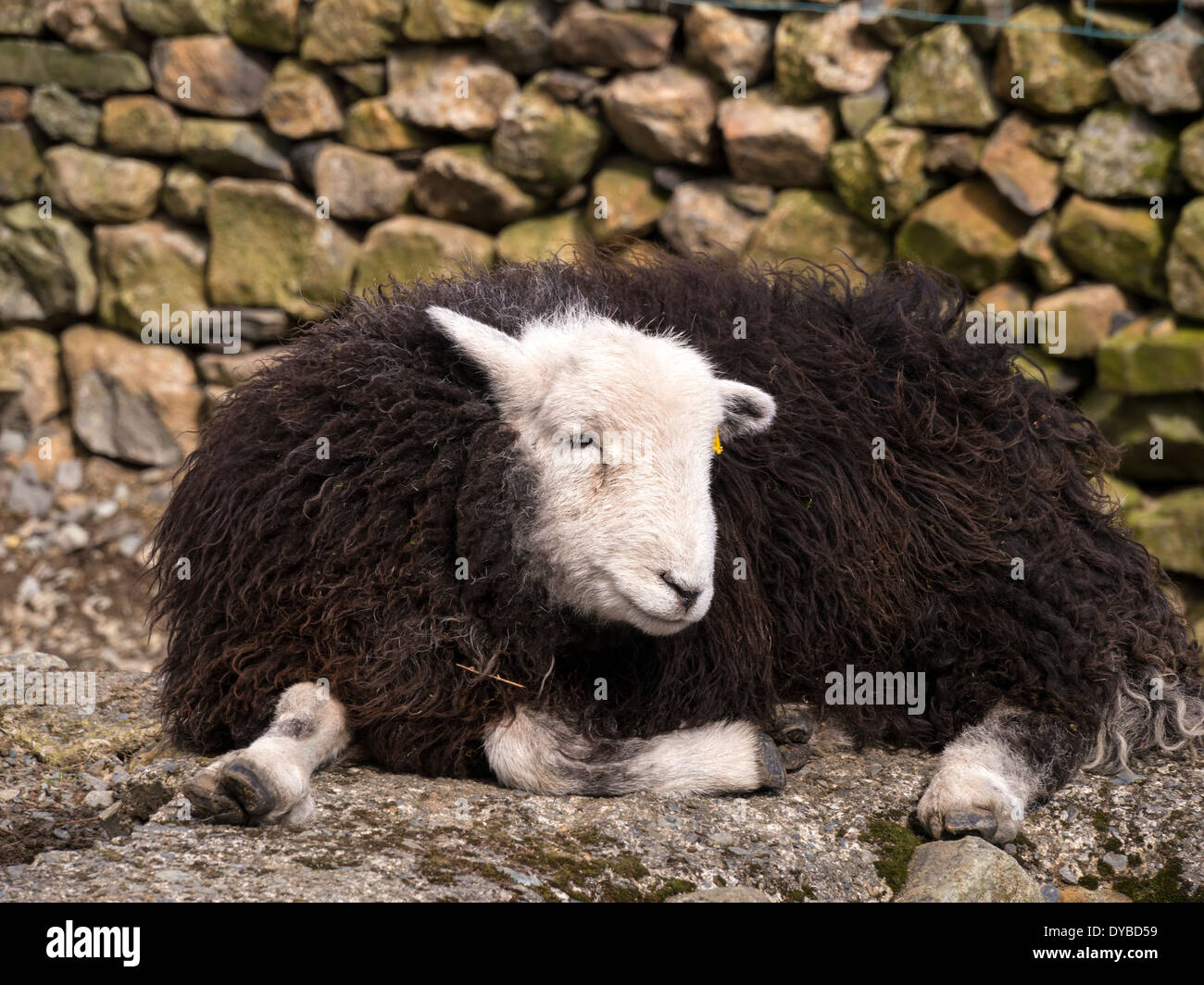 Black woolly Herdwick sheep with white face and legs lying by dry-stone wall, Lake District, Cumbria, England, UK Stock Photo