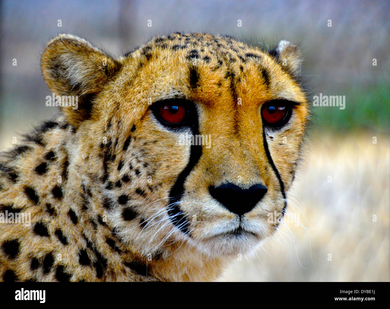 Close-up of a beautiful cheetah in Namibia Stock Photo