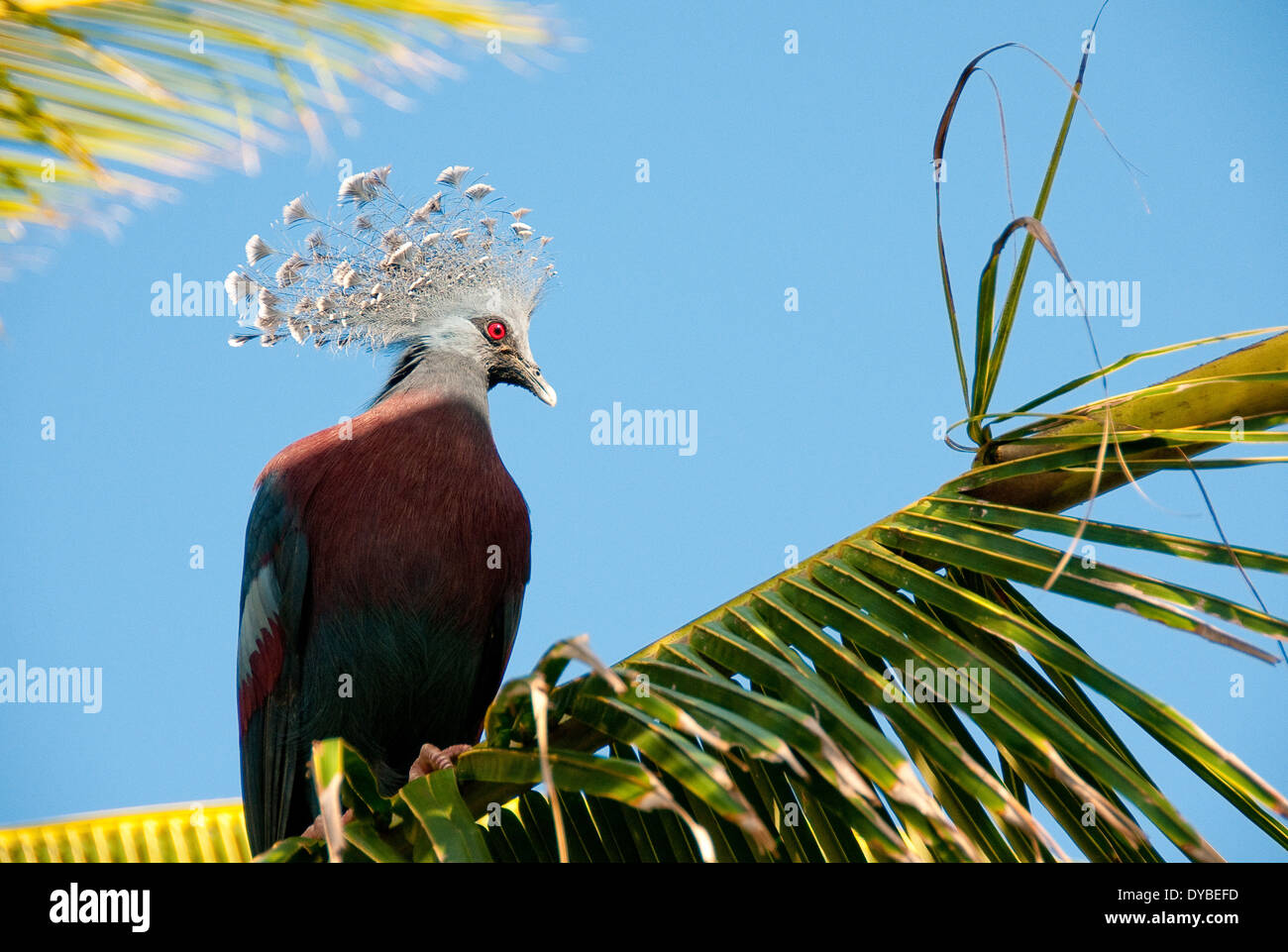 Victoria Crowned Pigeon, Papua New Guinea Stock Photo