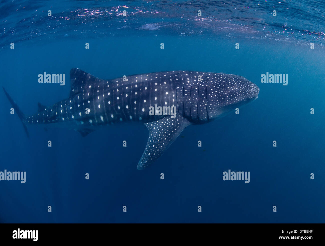 Whale Shark (Rhincodon typus), Ningaloo Marine Park, Western Australia Stock Photo