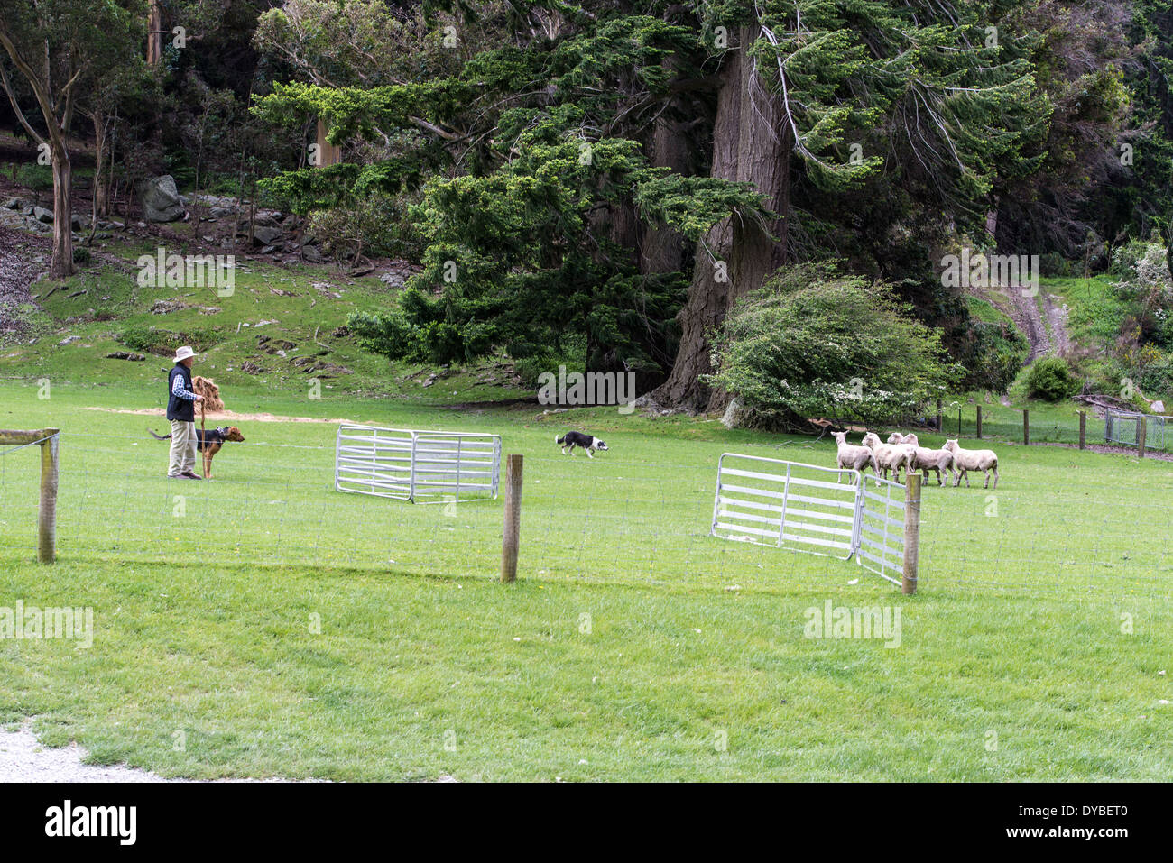 Shepherd Dog with sheep, New Zealand Stock Photo