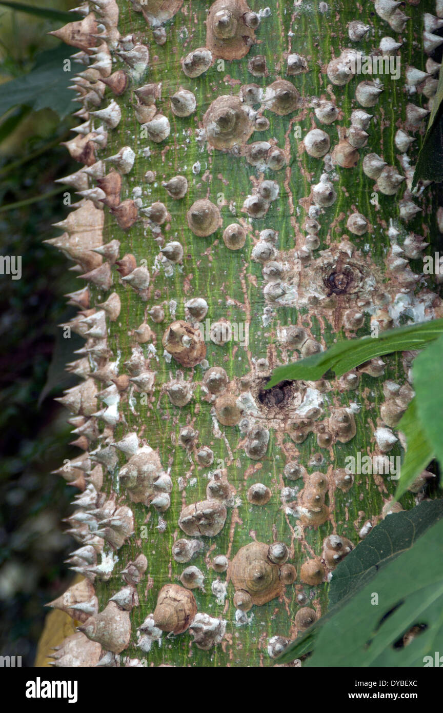 Trunk with spines of a mulungu tree, Erythrina mulungu, Espirito Santo, Brazil Stock Photo