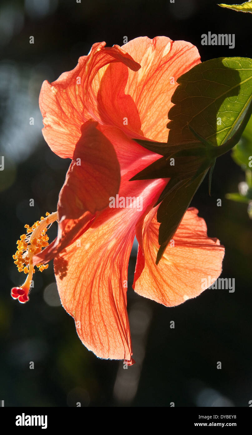 Papua new guinea flower hires stock photography and images Alamy