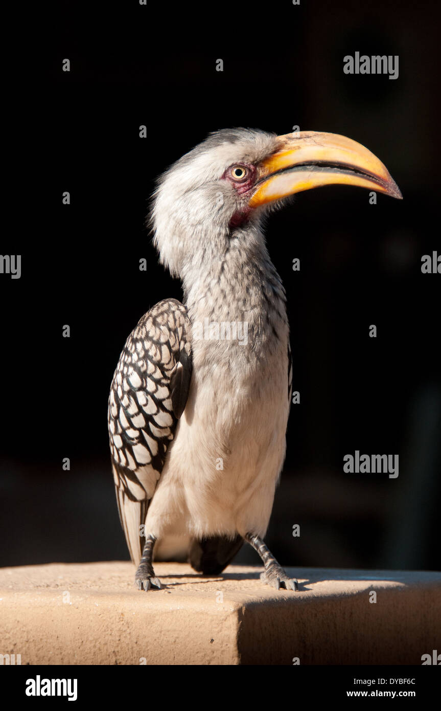 Southern Yellow-billed Hornbill, South Africa Stock Photo