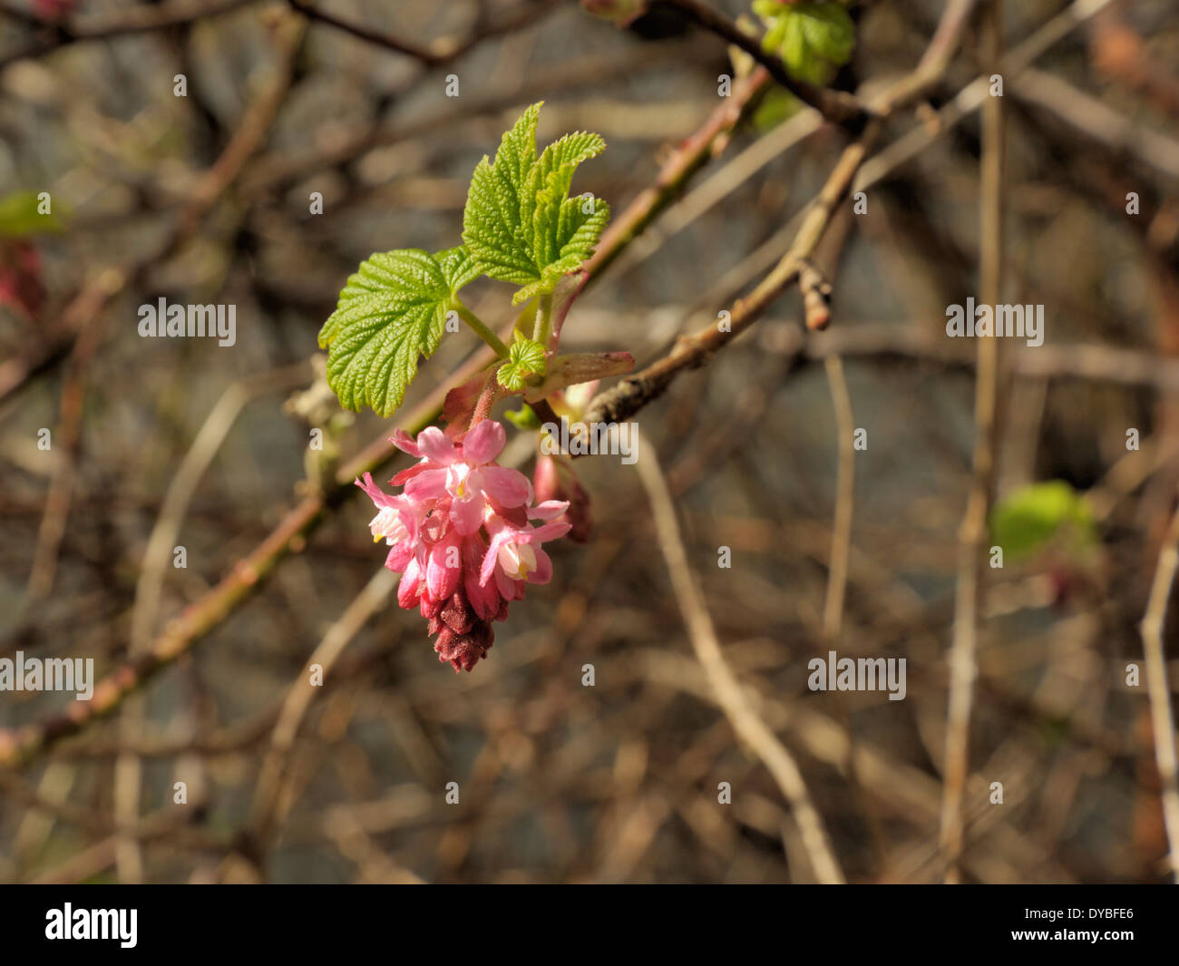 Flowering Currant, Ribes sanguineum Stock Photo