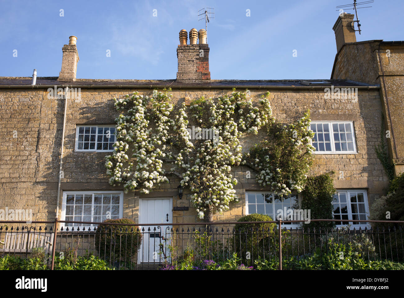 Fan trained Pear tree in blossom on a cottage in the village of Blockley, Cotswolds, Gloucestershire, England Stock Photo