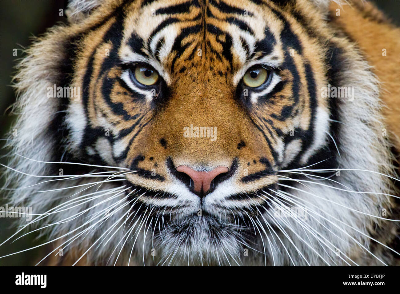 Face paint tiger hi-res stock photography and images - Alamy