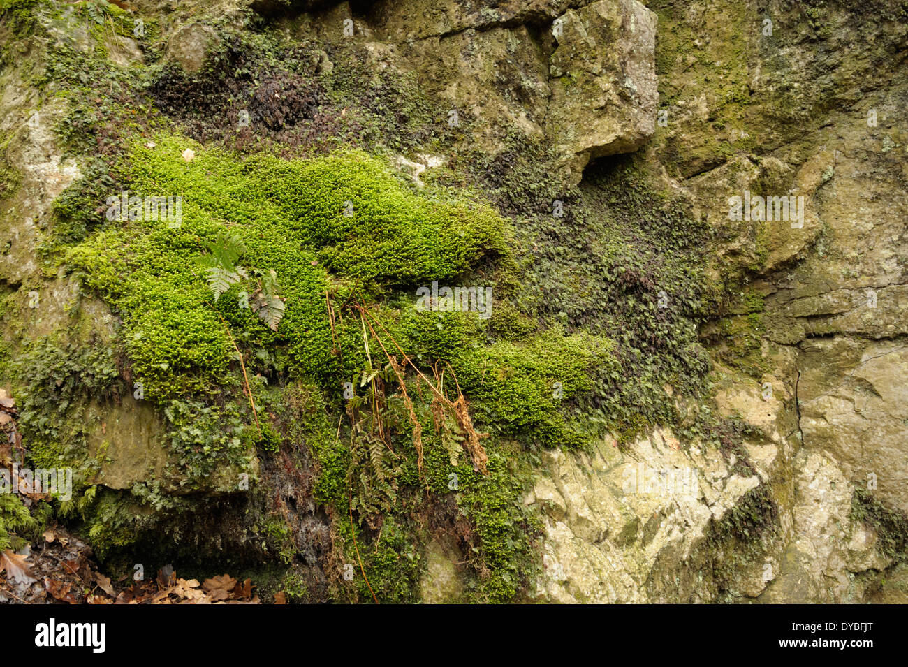 A cliff with Filmy Ferns on the River Nedd Fechan Stock Photo