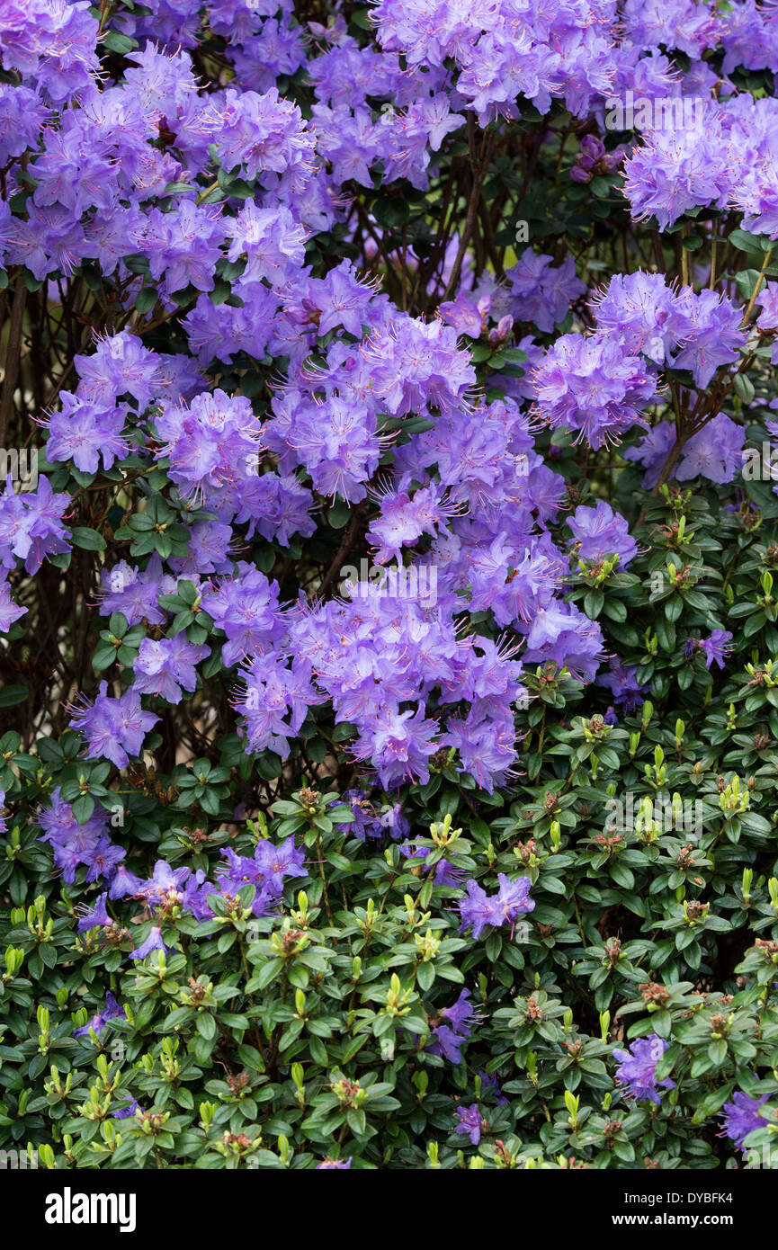Dwarf Rhododendron Songbird shrub flowering Stock Photo