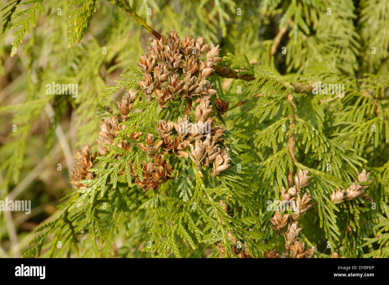 Western Red-cedar, Thuja plicata Stock Photo
