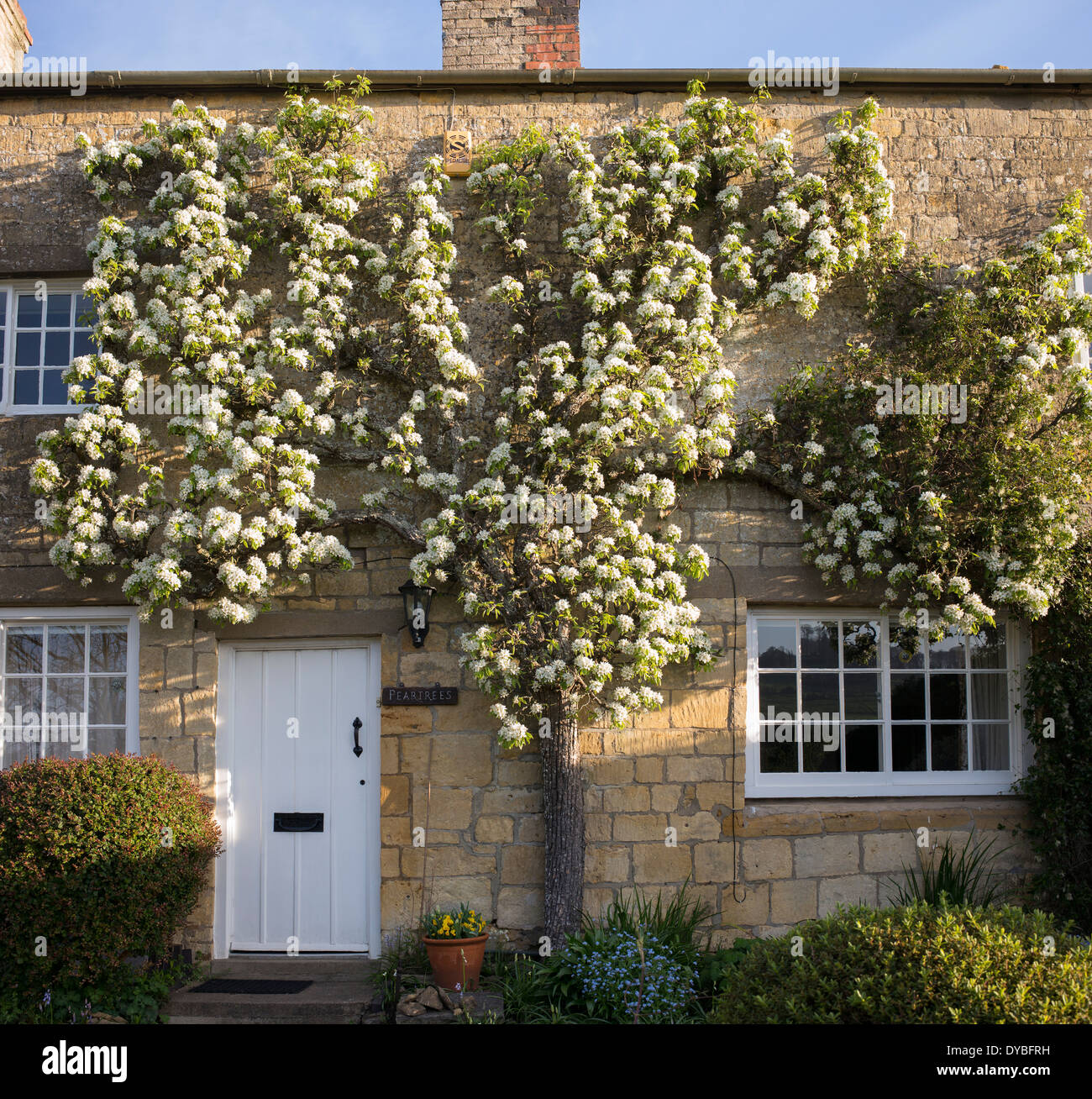 Fan trained Pear tree in blossom on a cottage in the village of Blockley, Cotswolds, Gloucestershire, England Stock Photo